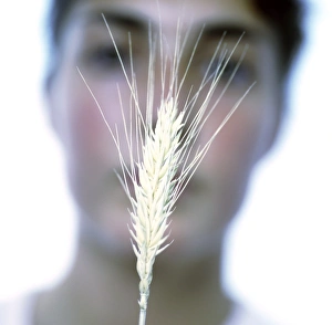 Rye Grain Prints: Maturing ear of rye