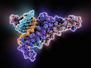 Molecular Model Of DNA Prints: Max transcription factor-DNA complex