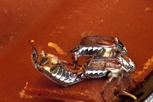 May Bug Mating Print