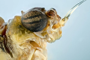 Compound Eyes Insect Prints: Mayfly head C018 / 2425