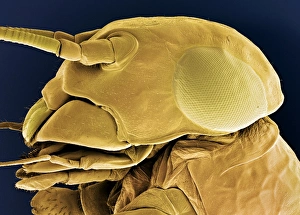 Compound Eye Structure Prints: Mayfly nymph head, SEM