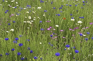Wildflowers In Meadow Prints: Meadow flowers