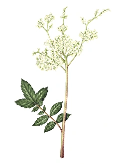 Meadowsweet Flower Prints: Meadowsweet, artwork