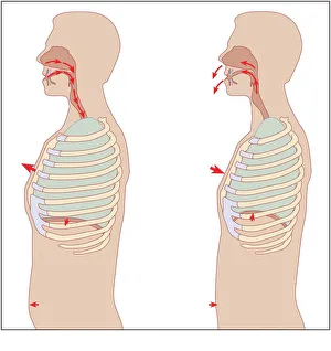 Mechanics of respiration, diagram Mechanics of respiration, diagram