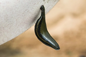 Medicinal Leeches Prints: Medicinal leech