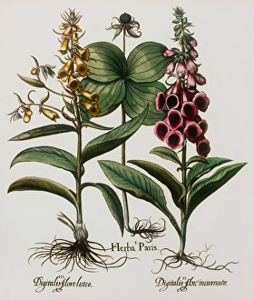 Historical Print of Foxglove and Herb Paris Plants