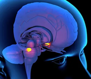 Medulla oblongata in the brain, artwork Medulla oblongata in the brain, artwork
