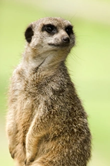 Prints of Meerkat (Suricata suricatta). This mammal is found in arid grassland in southern Africa. It lives in family groups of up to 40 individuals in underground warrens Images Dated 2006 December: Meerkat Meerkat Print - Southern African Mammal