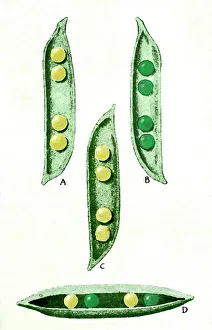Mendels peas Mendels peas