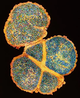 Meningitis bacteria dividing Meningitis bacteria dividing