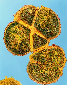 Meningitis bacterium dividing Meningitis bacterium dividing
