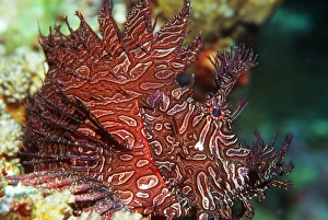 Camouflaged Sea Creatures Prints: Merlets scorpionfish