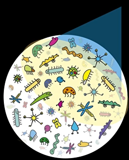 Light Microscopy Images Prints: Microbes