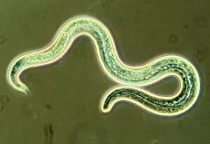 Images Dated 30th August 2002: Micrograph of the first larval stage of roundworm