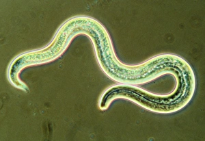 Micrograph of the first larval stage of roundworm Micrograph of the first larval stage of roundworm