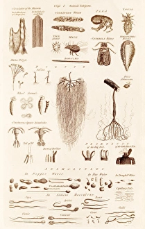Images Dated 21st September 2013: Microscopical Objects Print C017 / 3449 Plate