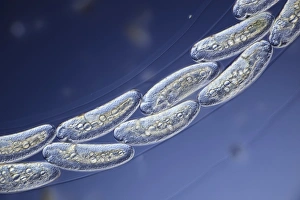 Light Micrograph Images Prints: Midge eggs, light micrograph