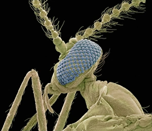 Compound Eye Structure Prints: Midge head, SEM