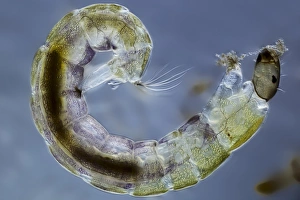 Light Micrograph Images Prints: Midge larva, light micrograph