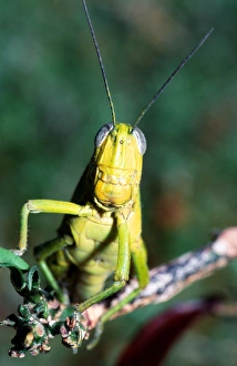 Migratory Locust Prints: Migratory locust