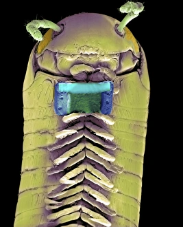 Coloured Scanning Electron Microscopy Images Prints: Millipede with microchip, SEM