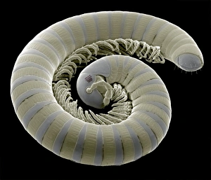 Coloured SEM Images Of Insects Prints: Millipede, SEM