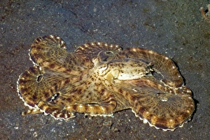 Octopus Camouflage Prints: Mimic octopus