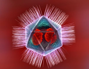 Computer Artwork Of Viruses Prints: Mimivirus, artwork