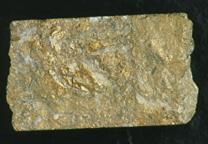 Mining drill core sample with gold content Mining drill core sample with gold content