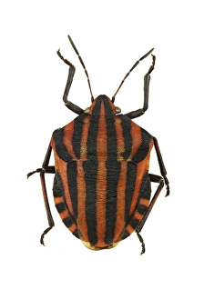 Graphosoma Lineatum Prints: Minstrel bug C016 / 2155
