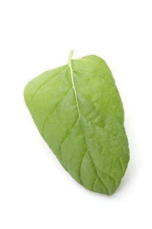 Aromatic Plants Prints: Mint leaf