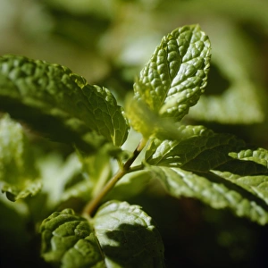 Mint Leaves Prints: Mint leaves