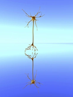 Images Dated 3rd February 2011: Mirror Neuron Print