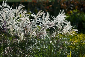 Miscanthus Sinensis Prints: Miscanthus sinensis