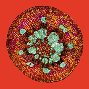 Polarised Light Microscopy Images Prints: Mistletoe stem, light micrograph
