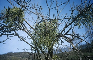 Prints of Mistletoe plants (Visicum album) on a tree Images Dated 2006 May: Mistletoe Print: Evergreen Leaves on a Tree Branch