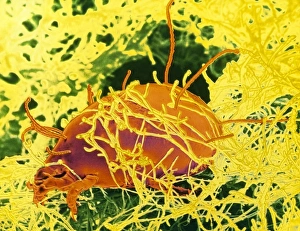 Mite eating cheese Mite eating cheese
