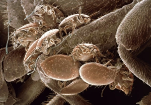 Mites on beetle Mites on beetle