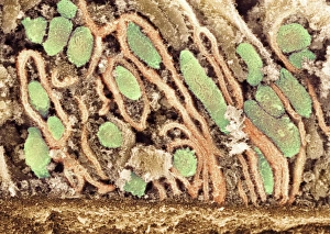 Prints of Mitochondria. Coloured scanning electron micrograph (SEM) of mitochondria (green) in a kidney cell. Mitochondria are a type of organelle found in the cytoplasm of eukaryotic cells Images Dated 2009 January: Mitochondria Print, SEM Image of Eukaryotic Cell Organelles