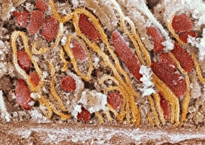 Scanning Electron Microscopy Images Prints: Mitochondria, SEM