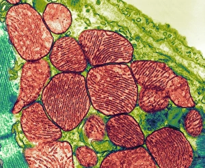 Mitochondria Print, Coloured TEM of Heart Muscle Cells