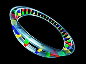 Mitochondrial DNA Mitochondrial DNA