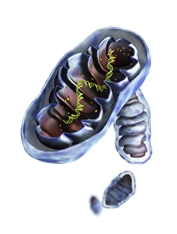 Cellular Energy Production Prints: Mitochondrial structure, artwork