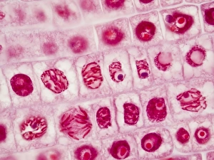 Mitosis Print: Cellular division in hyacinth root cells