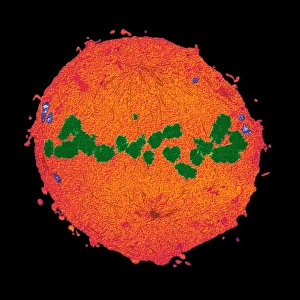 Coloured TEM Micrograph Prints: Mitosis, TEM