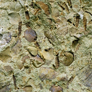 A mixed assemblage of fossils A mixed assemblage of fossils