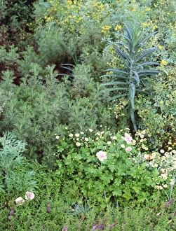 Summer Flower Arrangements Prints: Mixed border