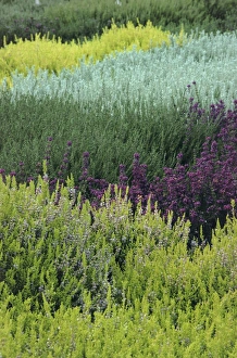 Heather Plants Prints: Mixed heather