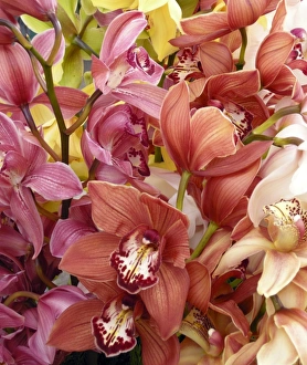 Madeira Island Flowers Prints: Mixed orchids