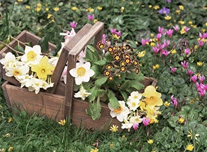 Floral Arrangements Prints: Mixed spring flowers